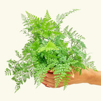 Small Rabbit Foot Fern in a grow pot