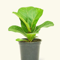Small Fiddle Leaf Fig (Ficus lyrata) in a grow pot.