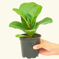 Small Fiddle Leaf Fig (Ficus lyrata) in a grow pot.