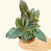 Small Rubber Tree 'burgundy' (Ficus elastica) in a grow pot.