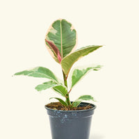 Small Ruby Rubber Tree (Ficus elastica 'Ruby') in a grow pot.