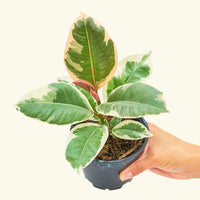 Small Ruby Rubber Tree (Ficus elastica 'Ruby') in a grow pot.