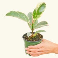 Small Variegated Rubber Plant (Ficus Elastica Tineke) in a grow pot