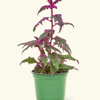 Small Purple Passion Plant (Gynura aurantiaca) in a grow pot.