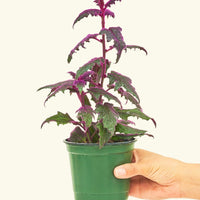 Small Purple Passion Plant (Gynura aurantiaca) in a grow pot.
