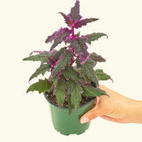 Small Purple Passion Plant (Gynura aurantiaca) in a grow pot.