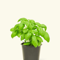 Small Basil in a grow pot.