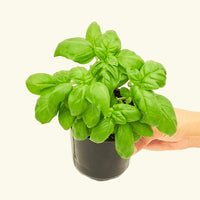 Small Basil in a grow pot.
