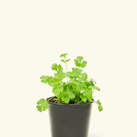 Cilantro