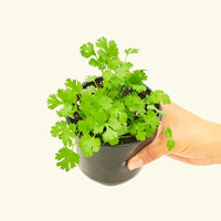 Cilantro