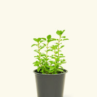 Oregano