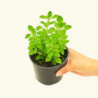 Oregano
