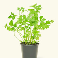 Parsley in a 4" pot.