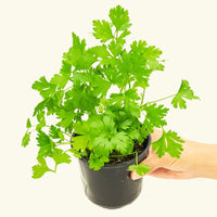 Parsley in a 4" pot.