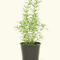 Rosemary 4-Pack Plant Rooted