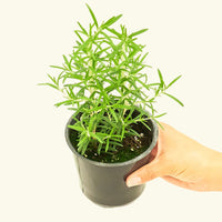 Rosemary 4-Pack Plant Rooted