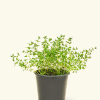 Thyme