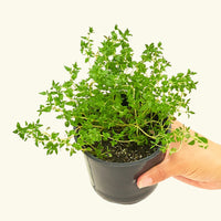 Thyme