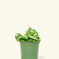 Small Hindu Rope Plant (Hoya carnosa compacta)