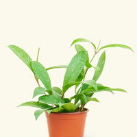 Small Hoya 'Silver Splash' (Hoya pubicalyx)