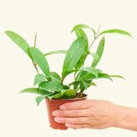 Small Hoya 'Silver Splash' (Hoya pubicalyx)