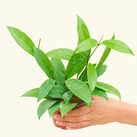 Small Hoya 'Silver Splash' (Hoya pubicalyx)