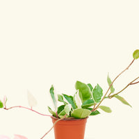 Hoya 'Krimson Queen'