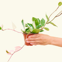 Hoya 'Krimson Queen'