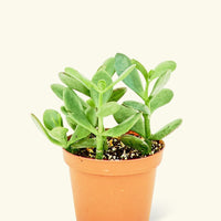 Small Jade Plant (Crassula ovata) in a grow pot.