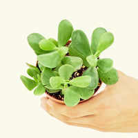 Small Jade Plant (Crassula ovata) in a grow pot.