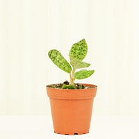 Small Lightning Jewel Orchid (Macodes petola) in a grow pot.