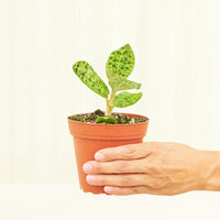 Small Lightning Jewel Orchid (Macodes petola) in a grow pot.
