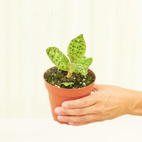 Small Lightning Jewel Orchid (Macodes petola) in a grow pot.