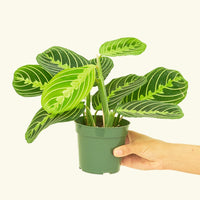 Small Lemon Lime Prayer Plant (Maranta leuconeura)