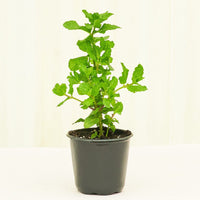 Mint 4-Pack Plant Rooted