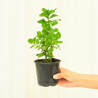 Mint 4-Pack Plant Rooted