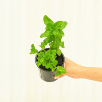 Mint 4-Pack Plant Rooted