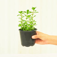 Oregano 4-Pack Plant Rooted