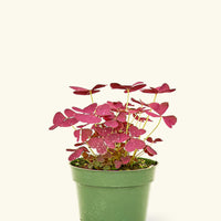 Small Purple Shamrock (Oxalis vairety) in a grow pot.