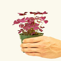 Small Purple Shamrock (Oxalis vairety) in a grow pot.