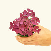 Small Purple Shamrock (Oxalis vairety) in a grow pot.