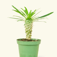 Small Madagascar Palm (Pachypodium lamerei) in a grow pot.