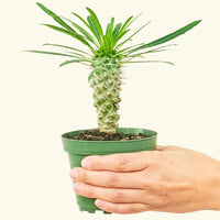 Small Madagascar Palm (Pachypodium lamerei) in a grow pot.