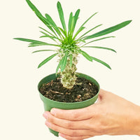 Small Madagascar Palm (Pachypodium lamerei) in a grow pot.