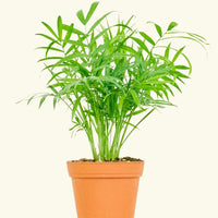 Small Parlor Palm (Chamaedorea elegans) in a grow pot.