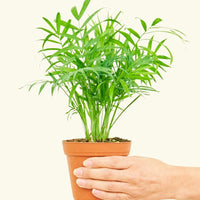 Small Parlor Palm (Chamaedorea elegans) in a grow pot.