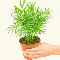 Small Parlor Palm (Chamaedorea elegans) in a grow pot.
