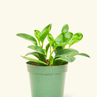 Small Baby Rubber Plant in a grow pot.