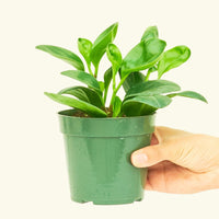 Small Baby Rubber Plant in a grow pot.