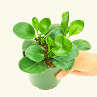 Small Baby Rubber Plant in a grow pot.